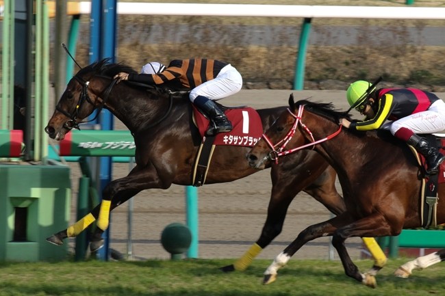 キタサンブラックの引退式は有馬記念と京都競馬場！過去の引退馬も凄いぞ！！